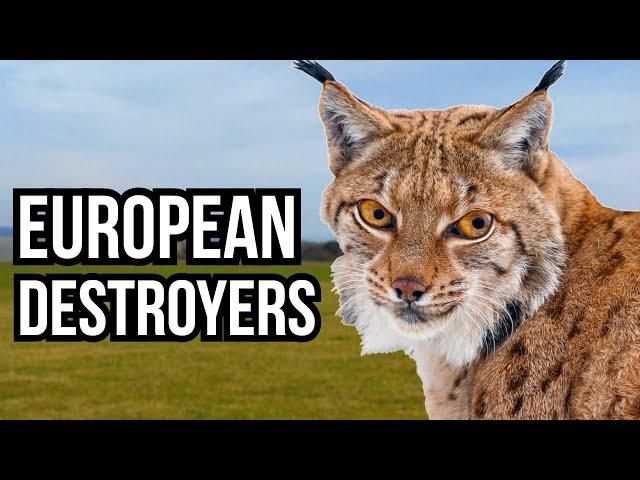 3 European Animals That Would Destroy North American Ecosystems