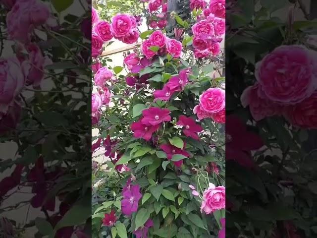 Роза незнакомка