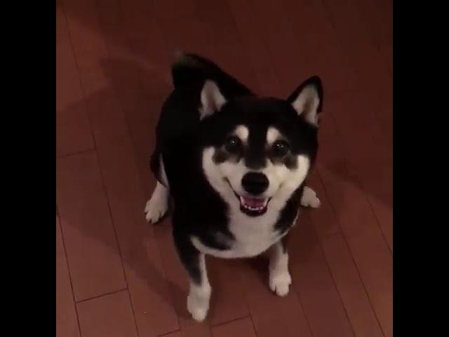 パタパタする犬