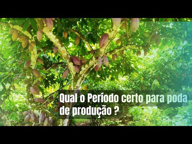 CACAU - QUAL MELHOR ÉPOCA PARA FAZER A PODA DE PRODUÇÃO