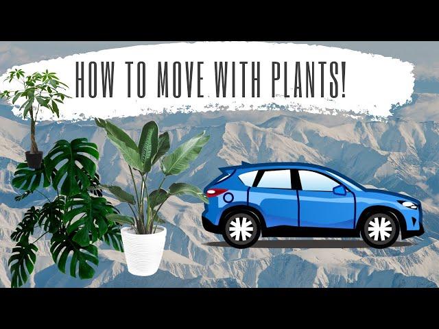 How to Move & Travel with Houseplants/Indoor Plants