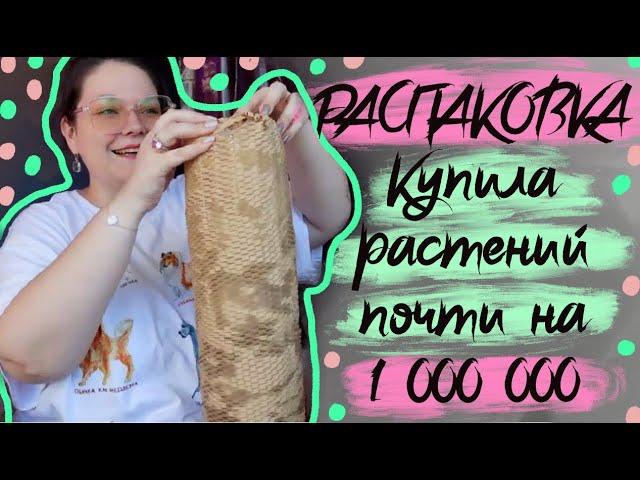 Распаковка растений из Таиланда на миллион . Совместная закупка . Антуриумы , стефания , ардизия