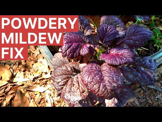 Powdery Mildew Gardening 101 for Florida Vegetable Gardens