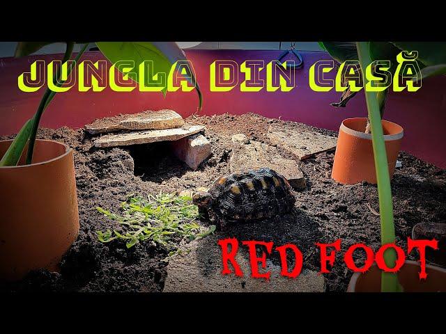 #164 - Transform casa intr-o jungla! Noul habitat pentru testoasa cu picioare rosii!