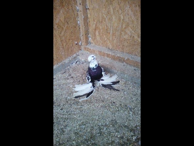 Узбекские голуби 2020. Uzbek pigeons 2020.  Обзор молодых.