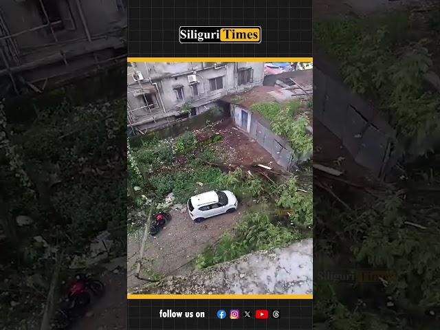 Massive tree breaks and falls on Hill Cart Road in Siliguri