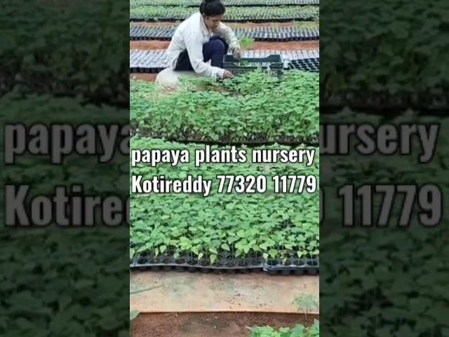 papaya plants nursery 77320 11779