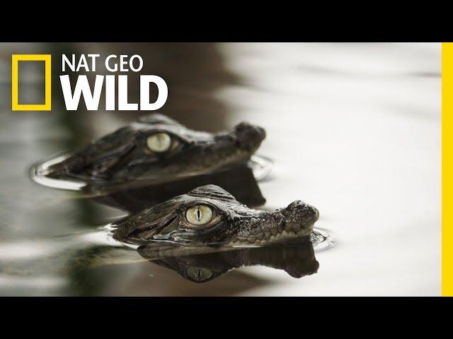 It’s a Rough Life for Baby Crocs | Boss Croc