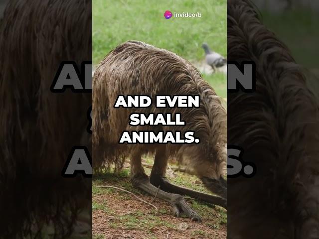 Emu #viral #fascinatingfacts #fashion #funfacts #viralvideo #viralshorts #shortvideo #shorts #short