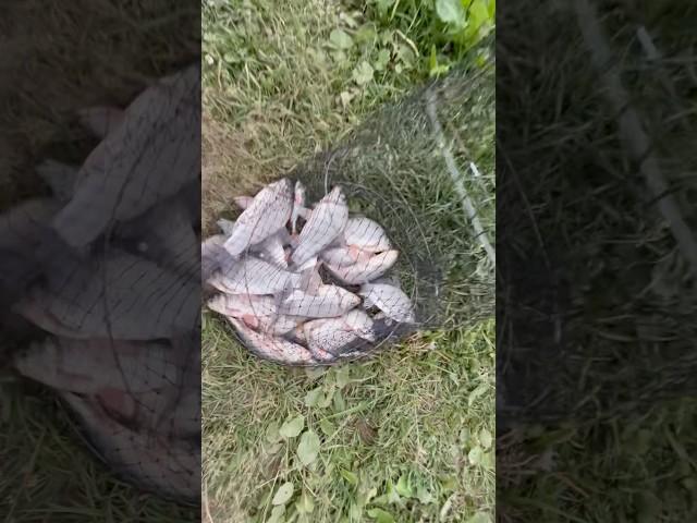 Немного наловил Карасика #рыбалка #поплавок #карась #удочка