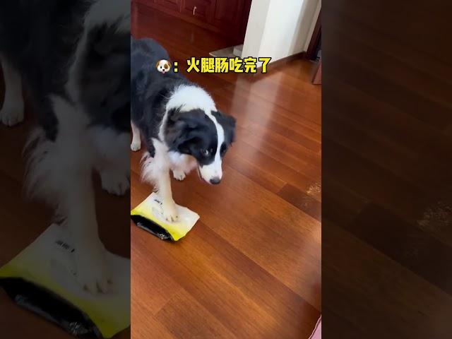 又是被狗子看不起的一天边牧 萌宠出道计划 不养狗不知道养狗的乐趣 铲屎官的乐趣 边牧果冻