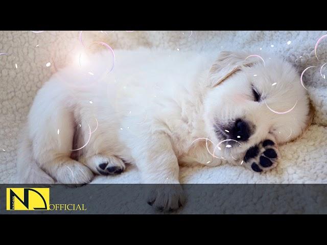 10 Hours Calming Sleep Music  Stress Relief Music, Insomnia, Relaxing Sleep Music  Dog Loves Baby