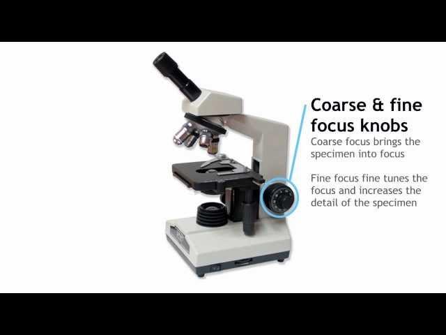 Parts of a Compound Light Microscope