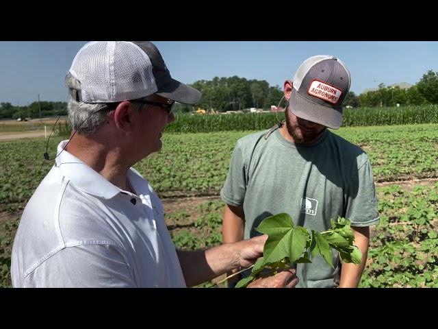 Down to Earth: Cotton Efficiency