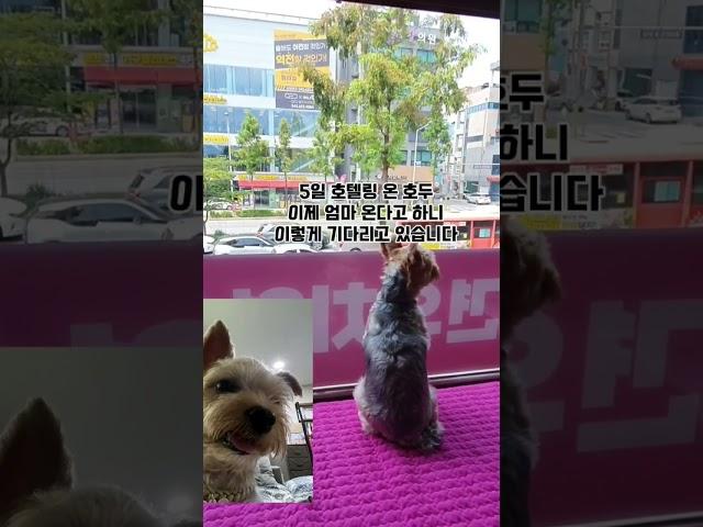 그냥 보세요 짠합니다! [상신리 코코네]