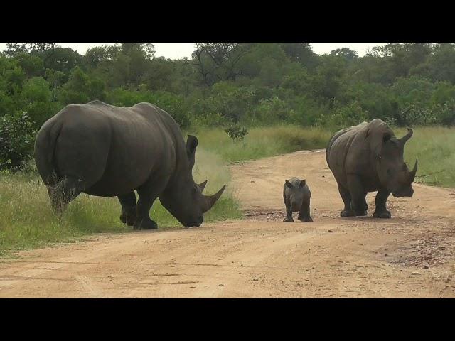 SOUTH AFRICA rhino baby is "challenging" his father, Kruger national park