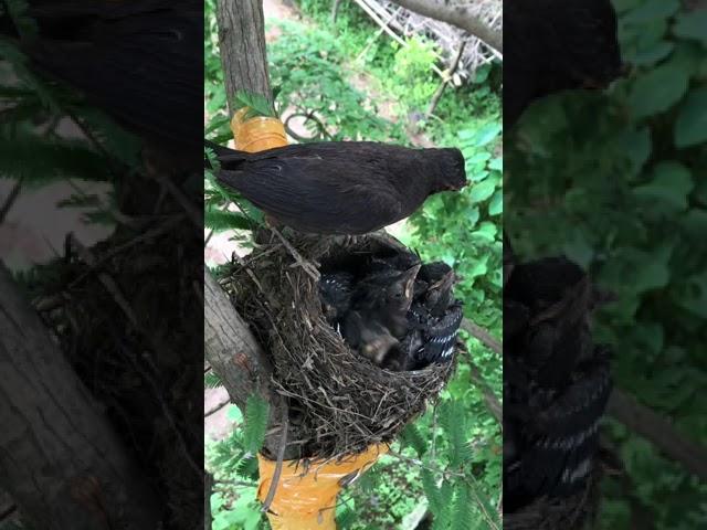 Baby Bird Fights a BUG Attack on it  Bulbul baby birds transformation  10