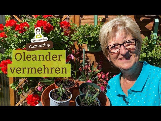 Oleander vermehren - Wie geht das? Stecklinge schneiden und einpflanzen