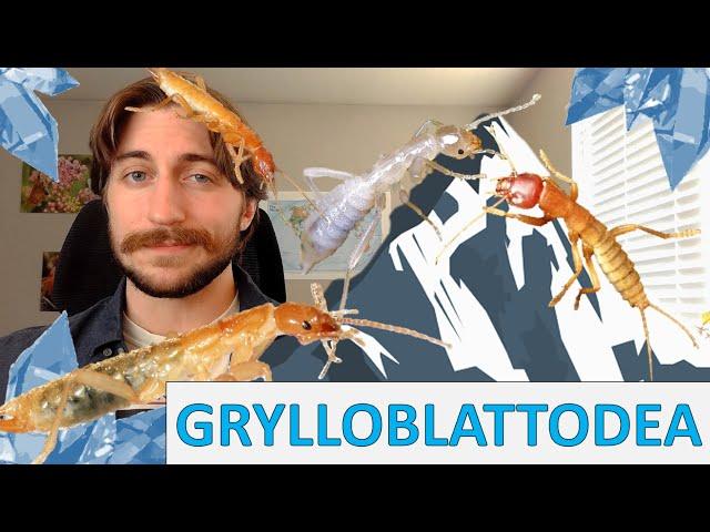 Grylloblattodea: Ice Crawlers - Order Spotlight