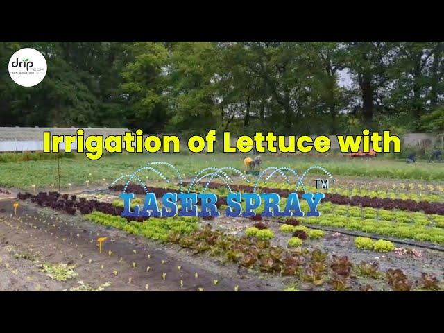 Irrigation of Lettuce with Laser Spray