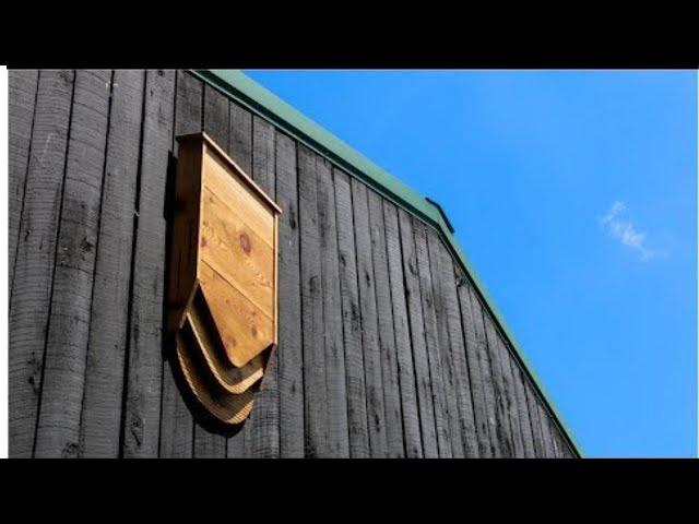 Introducing BatBnB - Crowdfunding Campaign VideoBatBnB: Eliminate Pests While Preserving | Indiegogo