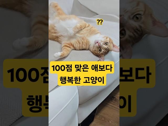 100점 맞은애보다 행복하게사는 고양이 ㅋㅋ #cat#반려동물