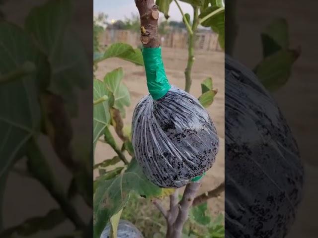 طريقة عمل الترقيد الهوائي للتين