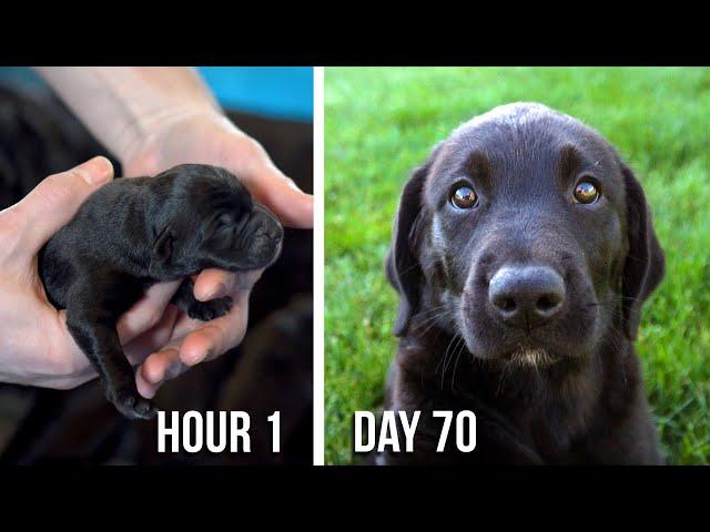 Lab Puppies Growing from 1 Hour to 70 Days - A Documentary