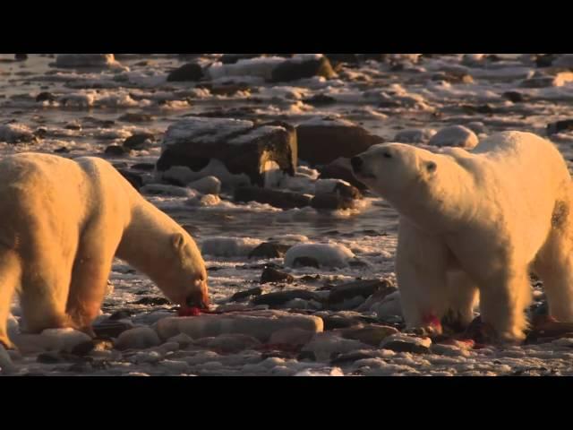 How Do Polar Bears Use Blubber?