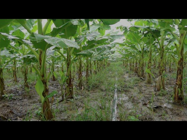 banana plantation techniques / banana field overview