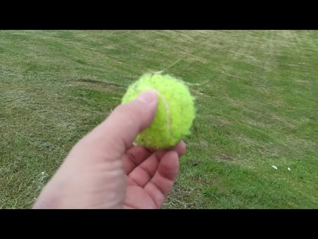 Aport - Lagotto Romagnolo Domowa Hodowla Psów Canis Dulcis FCI Waldemar Tomczyk