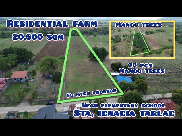 Lot#591 Residential farmlot w/ 70 pcs mango trees near school, wide frontge. 20,800 sqm 350/ sqm