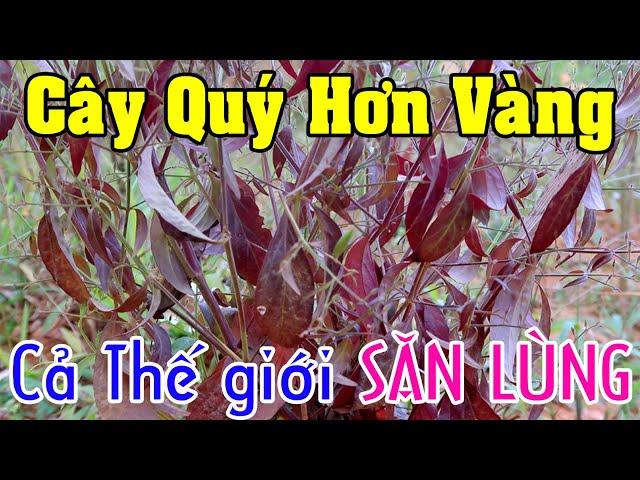 Loài cây quý hơn Vàng cả thế giới săn lùng có đầy ở Việt Nam mà chẳng ai thèm để ý tới