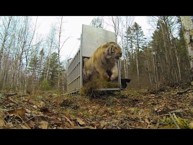 Incredibly Rare Siberian Tiger Release!