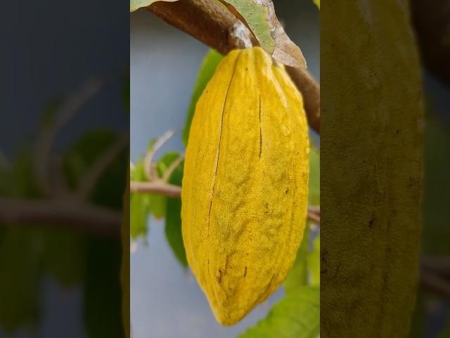 First cocoa fruit #fruit #harvest  #mygarden #gardening #shorts #ytshorts #beautifulnature 