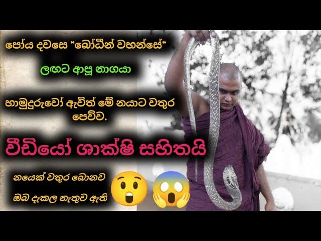 How to make a cobra drink water , බෝතලේගම හාමුදුරුවෝ