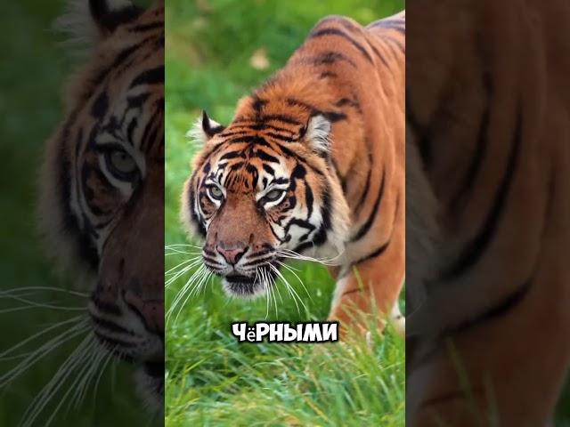 «Тигр — король джунглей и под угрозой исчезновения» #тигры #факты #знания #животные #природа