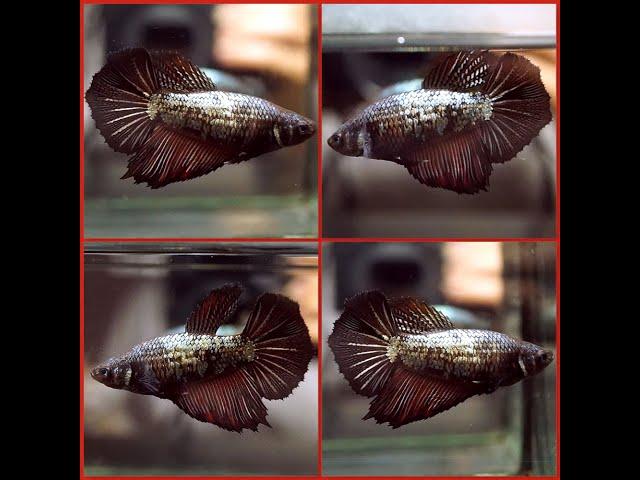 Betta Fish BIG One BLACK COPPER RED DRAGON Halfmoon Female X290