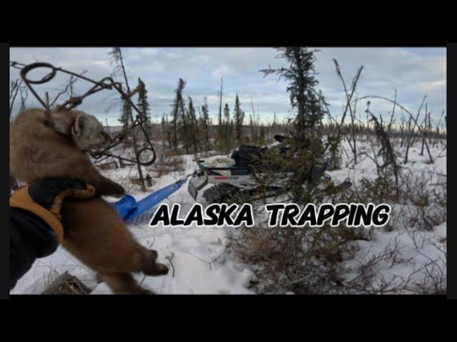 Alaska Trapping for Marten, Wolf, Wolverine, and Lynx