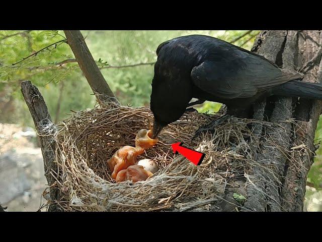 Black drongo bird small babies @onlybirds107