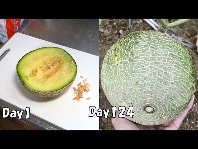 How to grow melon from store-bought melon.