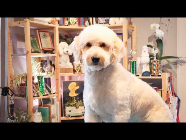 I Want to Be Cuddled | Goldendoodle gets a hair cut by Master Groomer Nicole