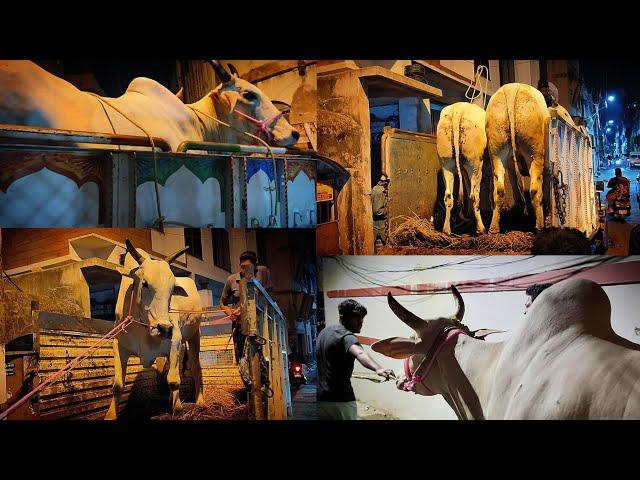 Biggest ox and cow unloading video in CIT ROAD 2024 #cowunloading #shortsviral #trending