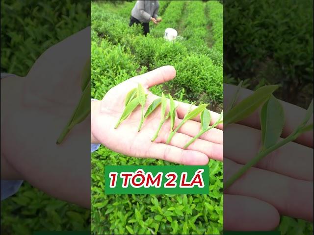 Bí quyết làm nên ấm chè ngon Tân Cương Thái Nguyên #tratancuong #tratancuongthainguyen #chetancuong