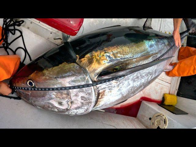 Giant Bluefin Tuna Fishing, But Everything Goes WRONG (Commercial Tuna Fishing)