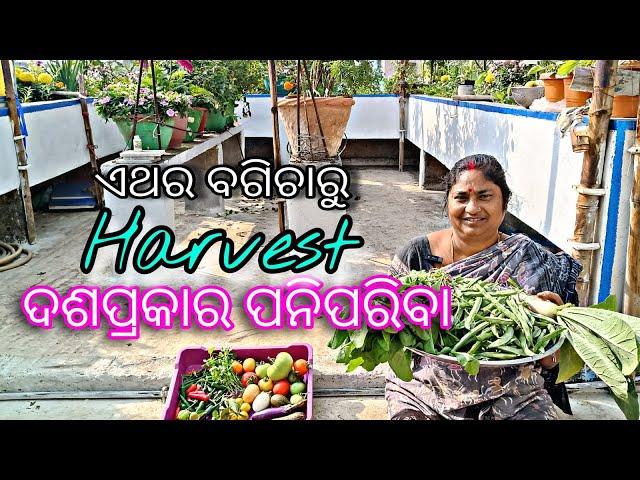 ଏଥର  ବଗିଚାରୁ || Harvest || ଦଶପ୍ରକାର ପନିପରିବା || terrace garden (odia )// ବୋଉଙ୍କ ବଗିଚା