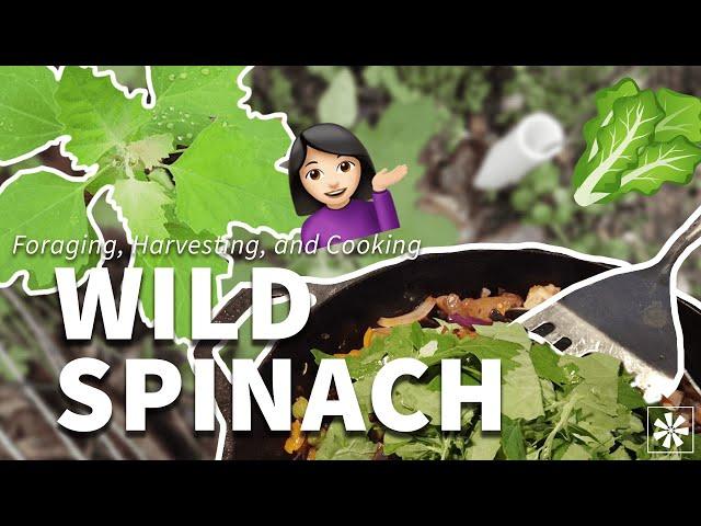  Wild Spinach: Foraging, Harvesting, Cooking & More!