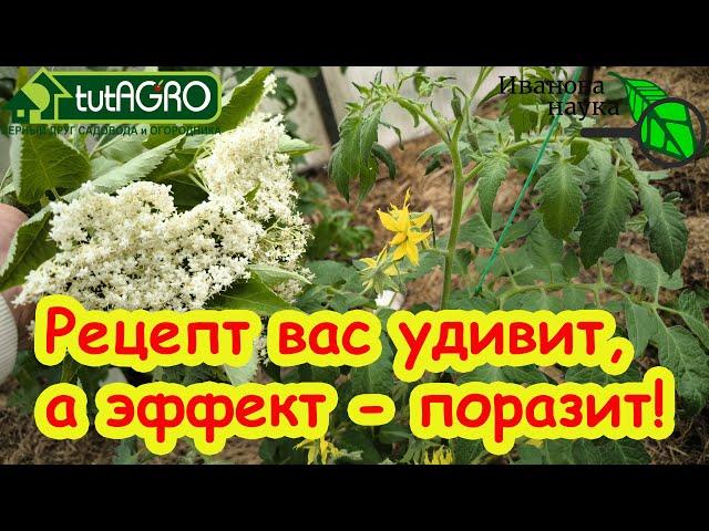 В 10 РАЗ БОЛЬШЕ ПОЛЬЗЫ ОТ УДОБРЕНИЙ И ПРЕПАРАТОВ! Просто сделайте сами этот СУПЕР настой из листьев.