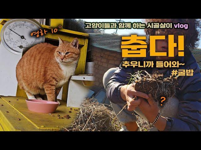 너무 추운지 고양이가 안 보이네요./고양이들과 함께 하는 시골살이 vlog #굴밥