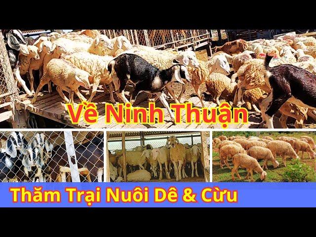 Trang Trại Chăn Nuôi Cừu & Dê | Ninh Thuận | Cuộc Sống Nông Thôn | Vườn Năm Thiên